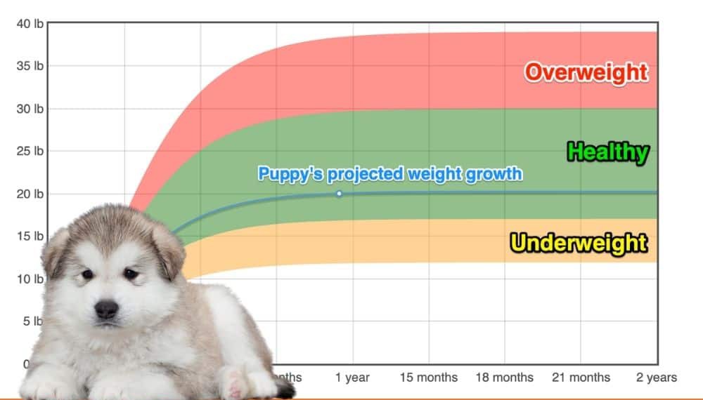 Alaskan Malamute Weight+Growth Chart 2024 How Heavy Will My Alaskan